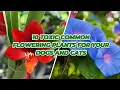 10 Toxic Common Flowering Plants for Your Dogs and Cats