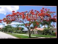 Download Lagu Bunga flamboyan ( good instrumental )@subektiesem