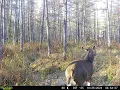 87 Acres Langlade County Wisconsin Apple Trees Food Plots Waterfront Peninsula Buildable