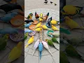 Download Lagu Suara Burung 🦜 Ayam jantan, burung gagak, dan burung beo berwarna-warni yang bisa bicara makan bersama – Pasti akan mencerahkan hari Anda!