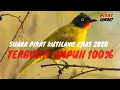 Download Lagu SUARA PIKAT KUTILANG EMAS AMPUH
