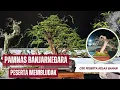 PAMNAS Banjarnegara Membludak || Pertarungan Ketat Bonsai Kelas Bahan