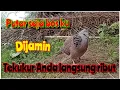 Download Lagu Cukup sekali klik dijamin burung beo di rumah anda gacor meraung setiap hari.