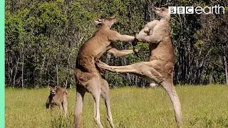 Download Kangaroo Boxing Fight | Life Story | BBC Earth MP3