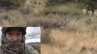 head shooting big sika stag 8 pointer 200 yards