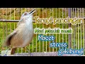 Download Lagu terapi pancingan atasi pelanduk semak macet,stress dan ga bunyi agar ngeplong