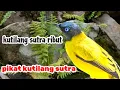Download Lagu PIKAT KUTILANG SUTRA AMPUH | kutilang sutra ribut
