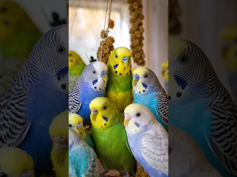 My flock's reaction to the new feeder was INSANE #birds #budgies #funnyanimals