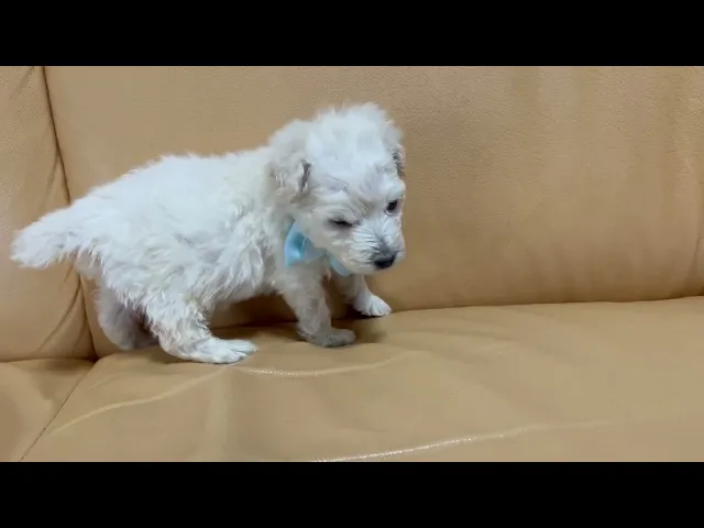 動画