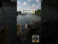 Download Lagu wow what is that❓😲😳🐊 #fishing #kangfishing #viral