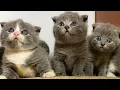 Download Lagu Prachtige kleurrijke kattenvideo, kittens die om melk vragen, katten die om hun moeders roepen
