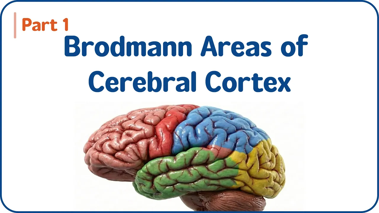 Brodmann Areas Of Cerebral Cortex (Part - 1) 🧠Motor, Sensory & Association Areas | USMLE Step 1