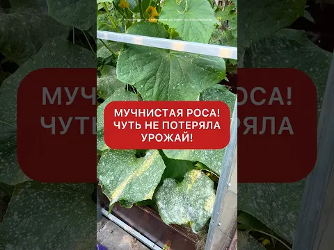 Мучнистая роса, что действительно помогло!