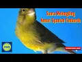Download Lagu Masteran Kenari Spanish Timbrado Durasi Panjang Lagu Mewah