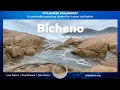Download Lagu Vita Vista - Bicheno