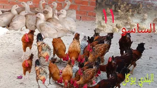 حطيه كل يوم افضل علشان فراخك ماتتعبش افضل نوع بط انا بميزه وهجيبه بناءا علي طلب المتابعين الساسو 