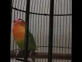 Lagu lovebird isian cucak jengeot
