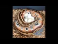 First Blood Python Clutch of the Year - Genetics Nidovirus Serpentovirus and incubation 101