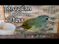 Download Lagu PANGGILAN OPIOR JAWA BETINA | OPIOR JAWA BETINA | OPIOR JAWA GACOR | OPIOR GACOR