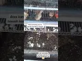 Download Lagu Cara Ternak Burung Puyuh Mudah dan Murah
