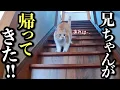 Download Lagu 大好きな兄が修学旅行へ‥猫が見せた切ない行動とは