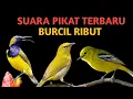 Download Lagu SUARA PIKAT TERBARU BURCIL RIBUT || SUARA BURUNG SOGON, PLECI DAN SIRTU | JEBAKAN BOCIL