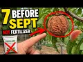 7 Things Your Peach Plum Cherry Trees Need BEFORE September Fertilizer Isn t One of Them