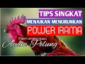 Download Lagu Tips Menaikan Menurunkan Power irama suara Ayam pelung