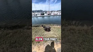 The diving birds blow her mind !! #fyp #dream #youtube #pets #doberman