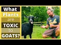 Goats Can t Eat These Tips To Identify Toxic Plants HappyGoatAdventures org