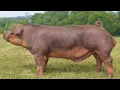 Duroc Pig The King Of Pigs