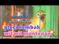 Lagu Masteran Pleci Tembakan Wit Wit Kenari Sambung Mantenan#fypシ゚viral