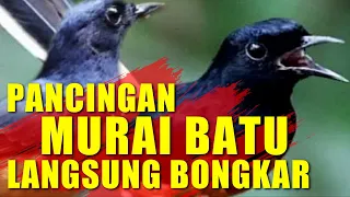 Download terapi suara PANCINGAN MURAI BATU yang jatuh mental MP3