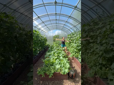 Рецепт маринованных огурчиков. Уход за огуречником