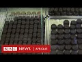 Download Lagu Chocolat du Gabon, des champs de cacao à la boutique, entretien avec une chocolatière locale