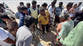 தூத்துக்குடி மீன்கள் ஏலம் Thoothukudi fish auction