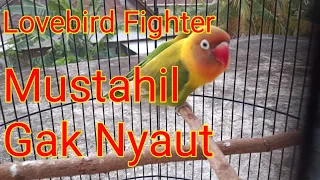 Download Pancing Emosi Lovebird Fighter Pagi Hari MP3