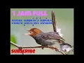Download Lagu 1 jam full suara pernjak betina | ampuh untuk pikat dan masteran.