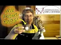 Online Owl Chat All About Eggs