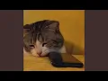 stalk ur socials slowed