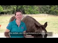 Horse Genetics and Movement