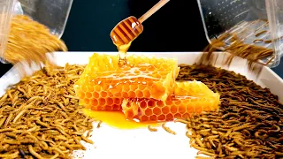 Are there things mealworms CAN T eat