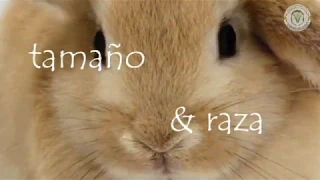 RAZAS DE CONEJOS// Proyecto 2018 UMSNH