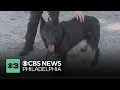 Pennsylvania SPCA has 10 former military and police dogs who need new homes