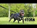 American Bully - SUPER CLEAN Blue Ghost Tri Shemale