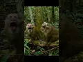 Download Lagu Suara kera Assam | Suara Macaca assamensis