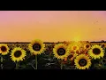 Lagu Ambient Sunflower Field: Relaxing Summer Breeze, Meditation, Stress Relief