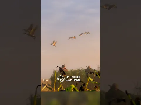 Amazing Goose Shooting! #HuntSask #hunting #saskatchewan #canada #duck #goose