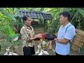 Download Lagu Na de oogst besloten CEO Duong en Tu Ngoc om een ​​kudde supergrote kippen te vangen en groot te bre