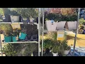 Lowes clearance plants at the end of November Grasses Daisies Blanket Flower Asters and more
